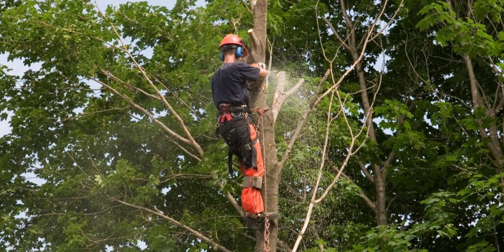 Trusted Tree Removal Near Me